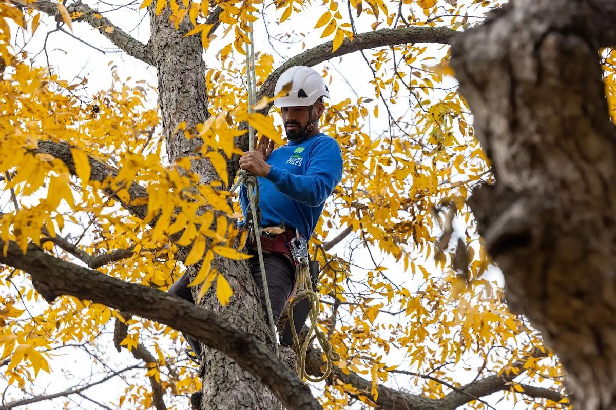Skilled Tree Transplanting crew working in Placedo